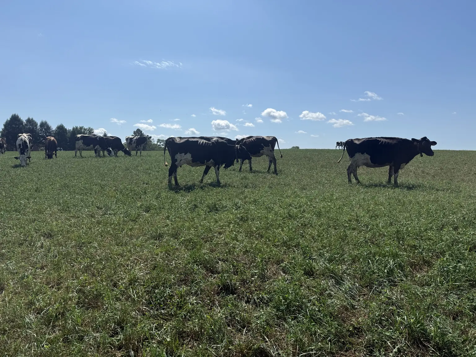 Cattle grazing in a green field during agricultural fieldwork